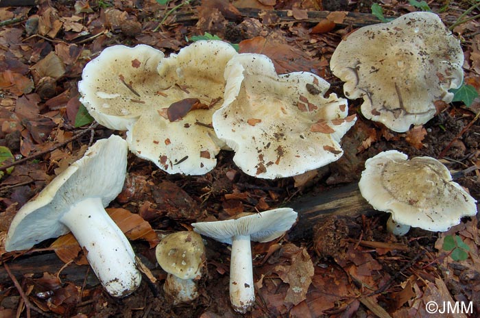 Tricholoma umbonatum