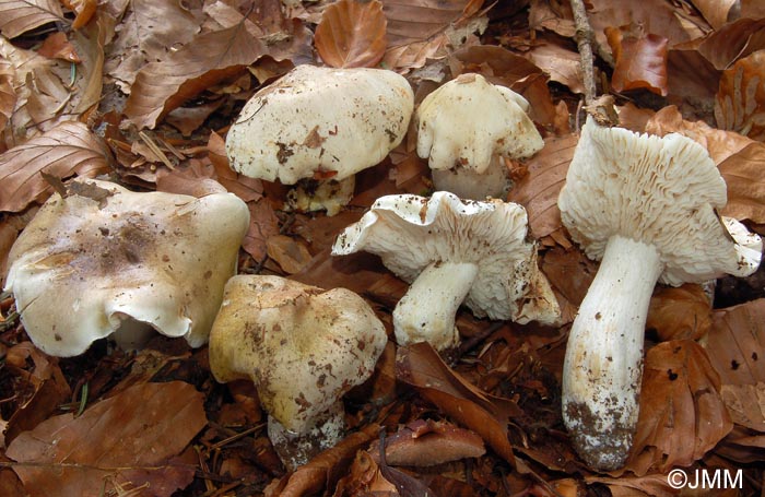 Tricholoma umbonatum