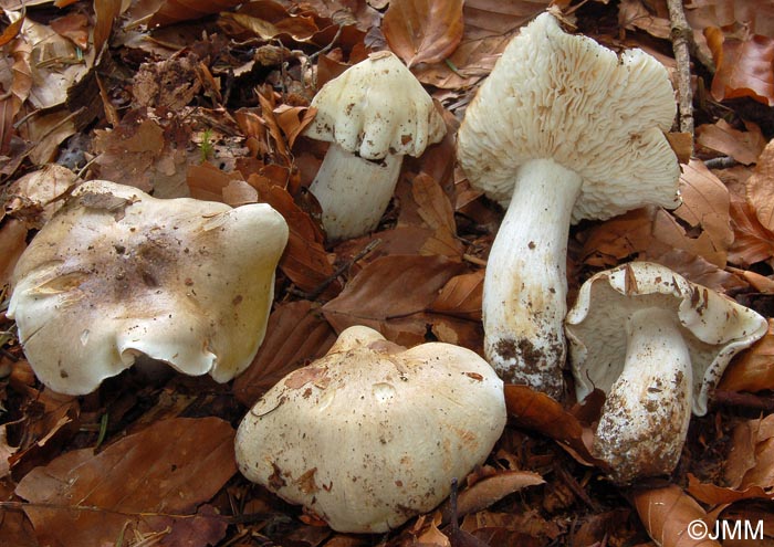 Tricholoma umbonatum