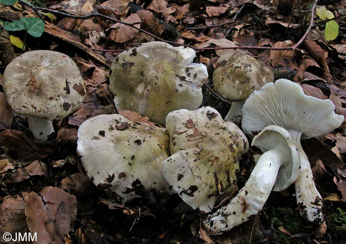 Tricholoma umbonatum