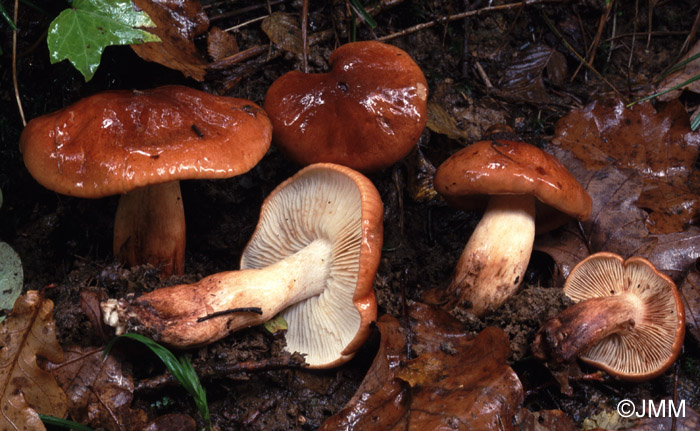 Tricholoma ustale