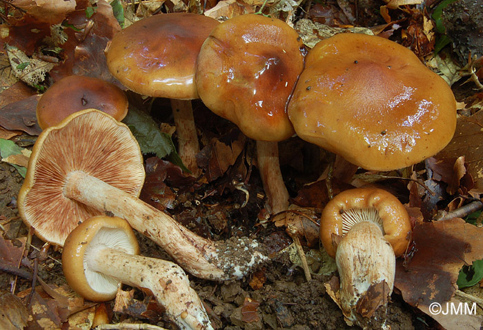 Tricholoma ustale