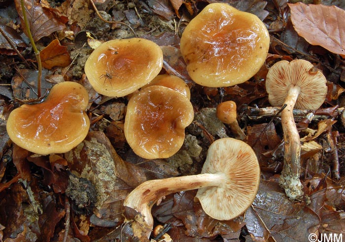 Tricholoma ustale