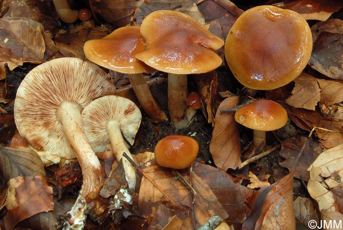 Tricholoma ustale