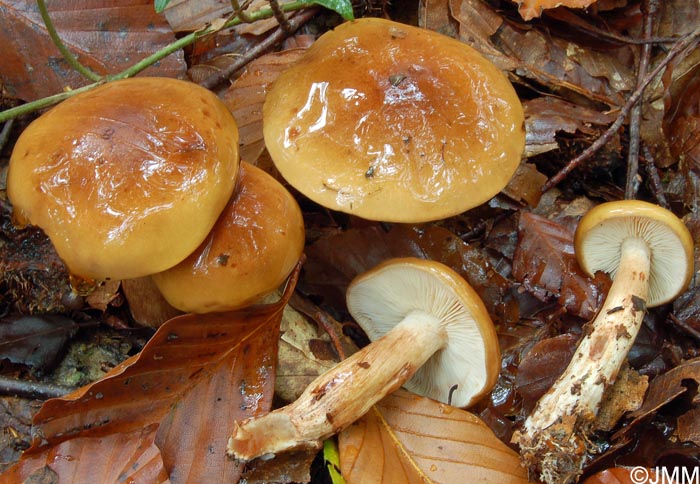 Tricholoma ustale