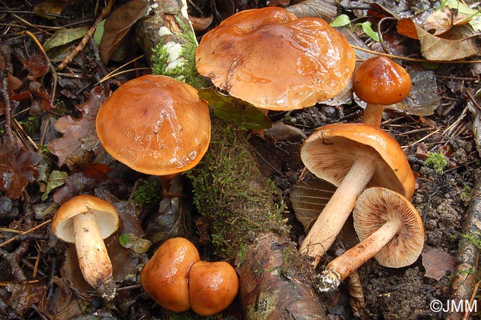 Tricholoma ustale var. rufo-aurantiacum