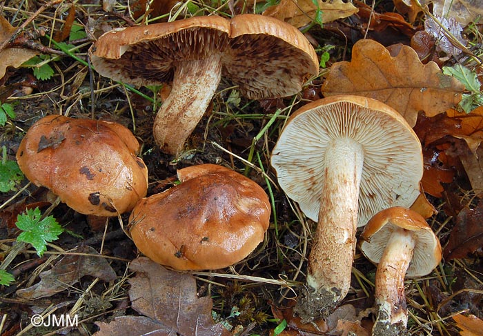 Tricholoma ustale var. rufo-aurantiacum