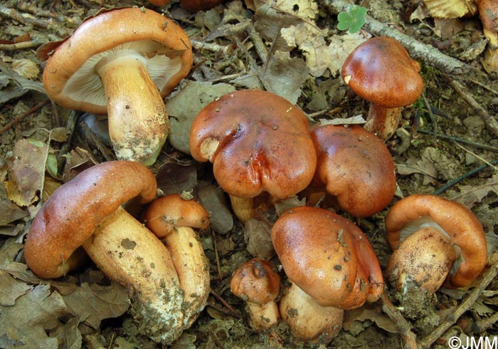 Tricholoma ustaloides