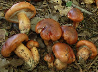 Tricholoma ustaloides