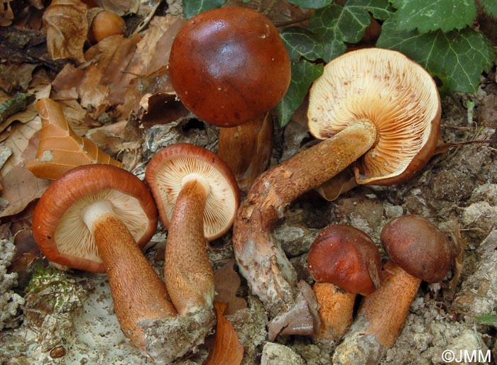 Tricholoma ustaloides