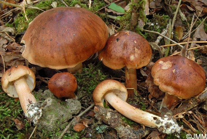 Tricholoma ustaloides