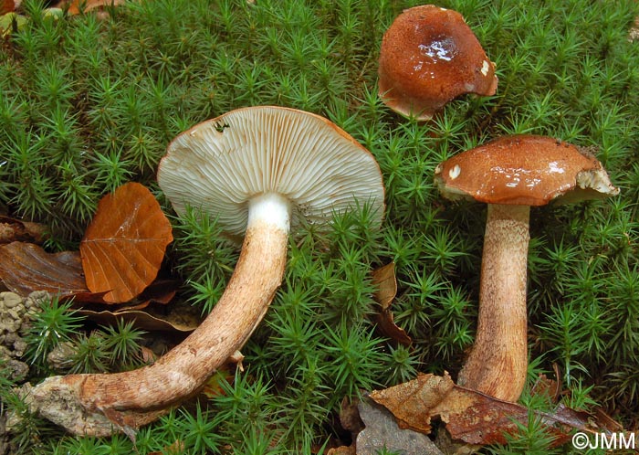 Tricholoma ustaloides