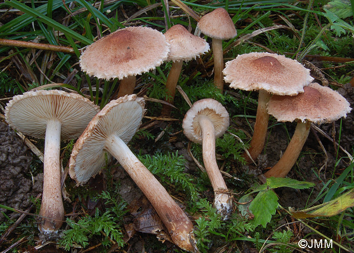 Tricholoma vaccinum