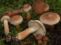 Tricholoma vaccinum