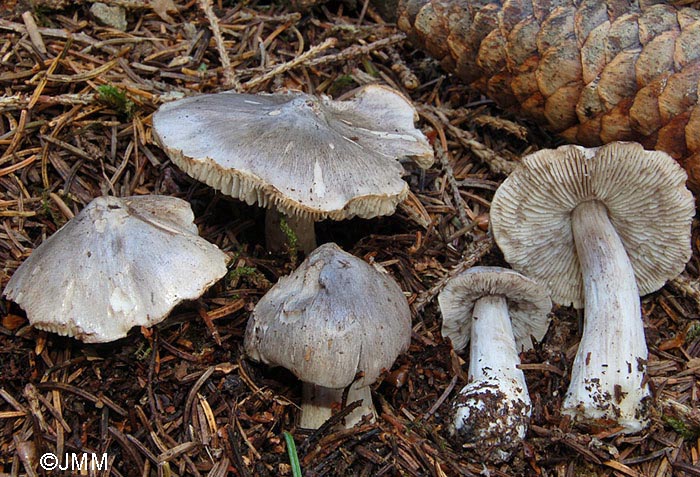 Tricholoma virgatum