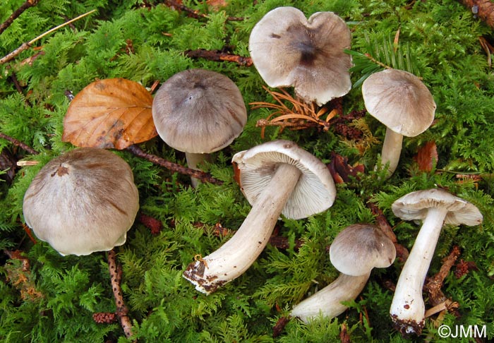 Tricholoma virgatum