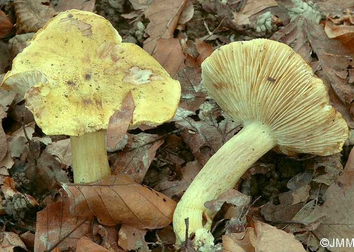 Tricholoma viridifucatum