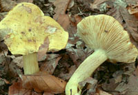 Tricholoma viridifucatum