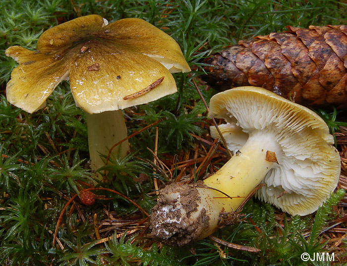 Tricholoma viridilutescens