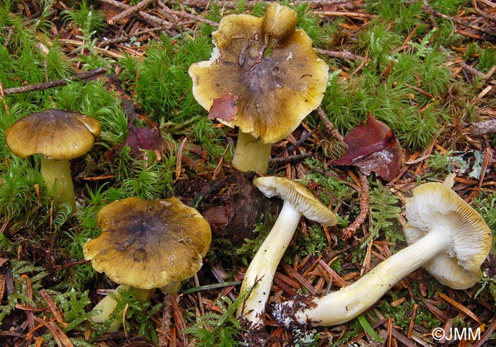 Tricholoma viridilutescens