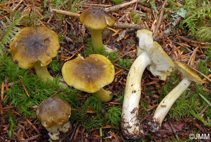 Tricholoma viridilutescens