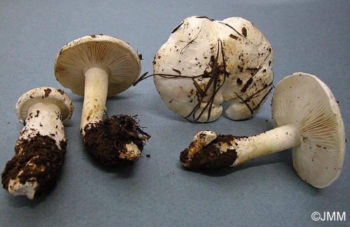 Tricholomella constricta = Calocybe constricta