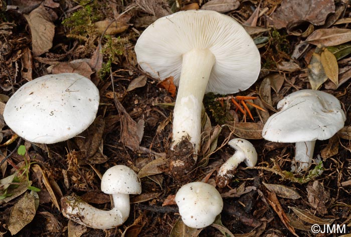 Tricholomella constricta = Calocybe constricta