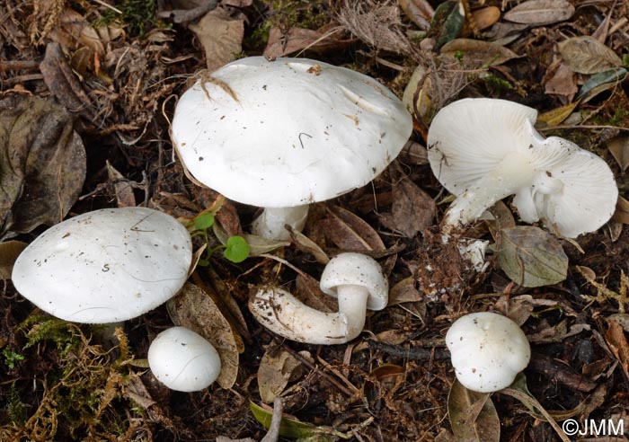 Tricholomella constricta = Calocybe constricta