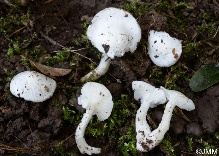 Tricholomella constricta = Calocybe constricta