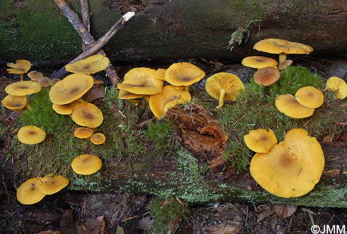 Tricholomopsis decora