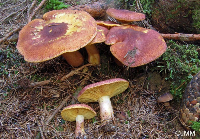 Tricholomopsis rutilans