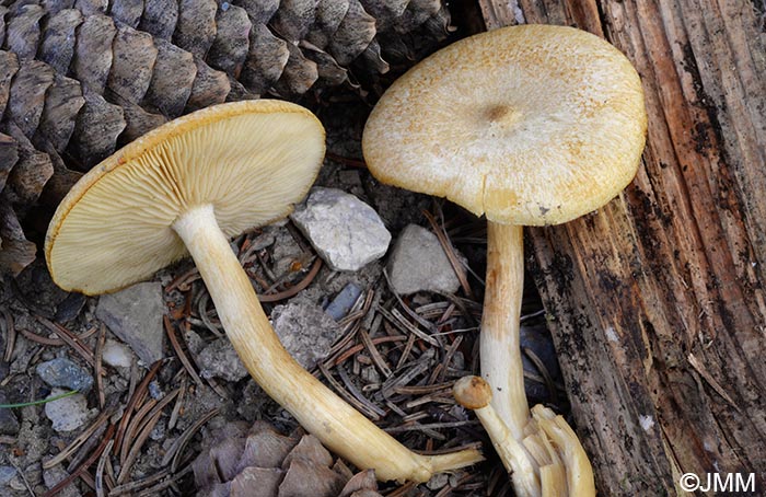 Tricholomopsis sulphureoides = Tricholomopsis osiliensis