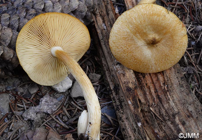 Tricholomopsis sulphureoides = Tricholomopsis osiliensis