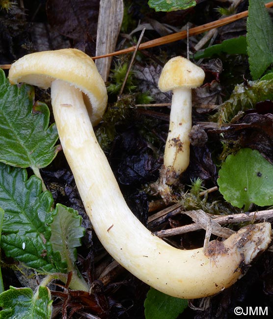 Tricholomopsis sulphureoides = Tricholomopsis osiliensis