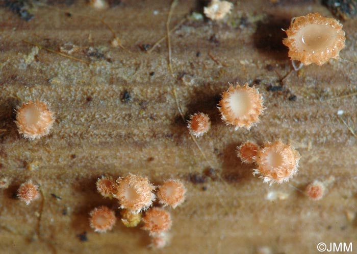 Trichopeziza albotestacea = Albotricha albotestacea