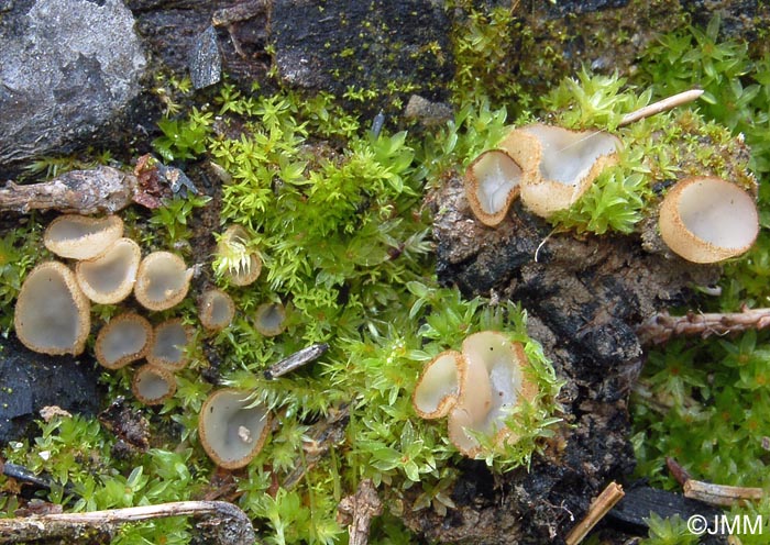 Trichophaea hemisphaerioides