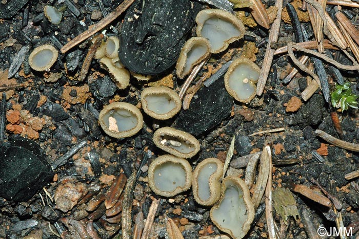 Trichophaea hemisphaerioides