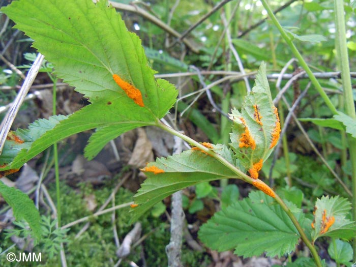 Triphragmium ulmariae