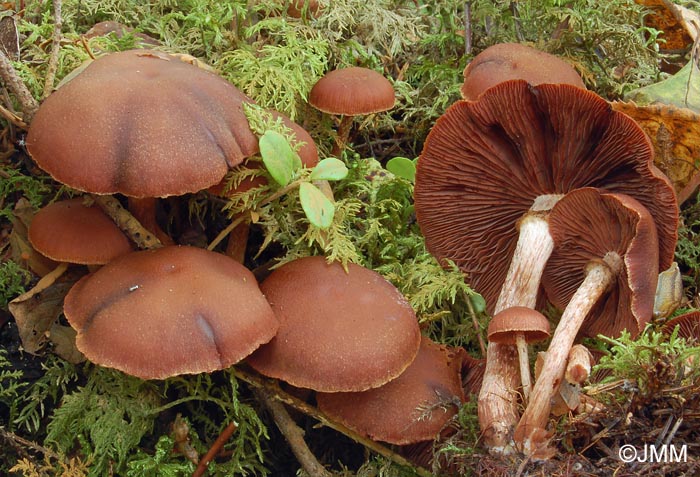 Tubaria confragosa