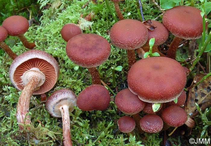 Tubaria confragosa