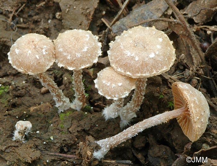 Tubaria conspersa