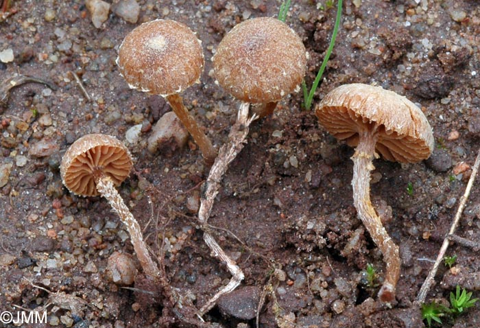 Tubaria conspersa