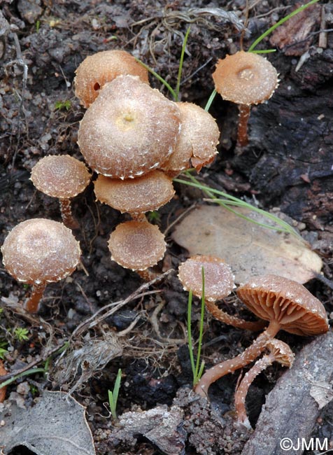 Tubaria conspersa