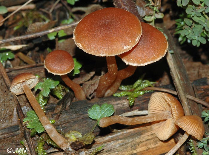 Tubaria hiemalis