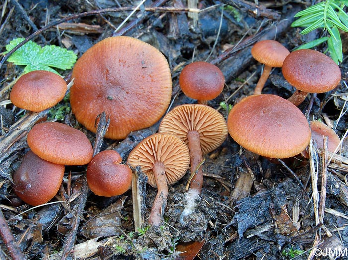 Tubaria hiemalis