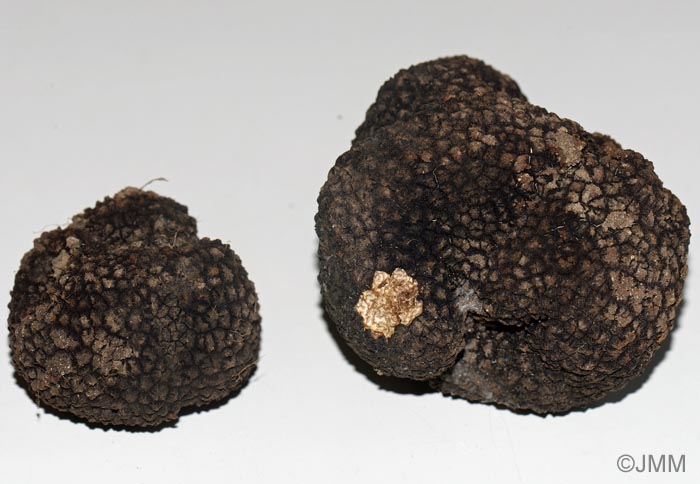 Tuber aestivum