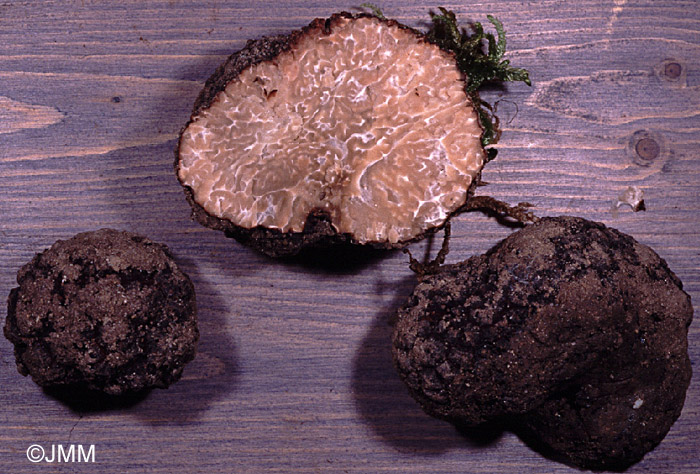 Tuber melanosporum