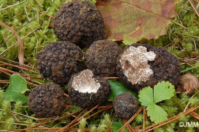 Tuber uncinatum