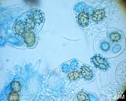 Tuber uncinatum : asques et spores