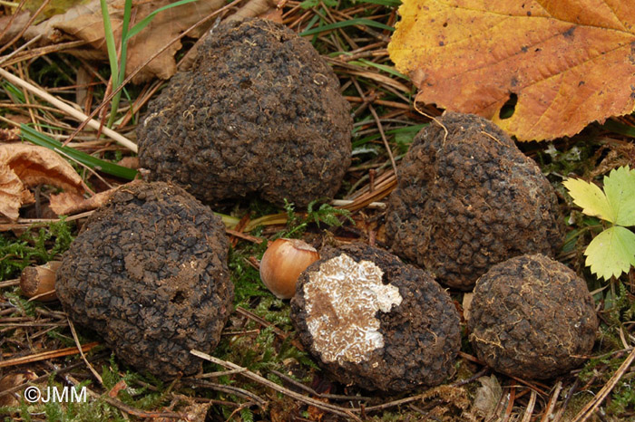 Tuber uncinatum